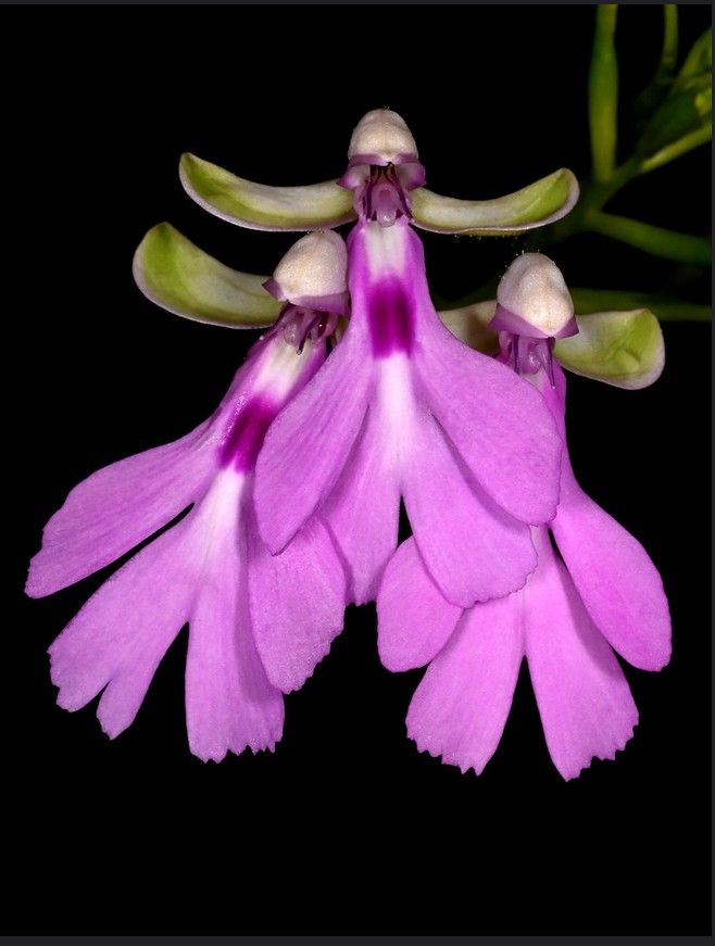 Cynorkis lowiana